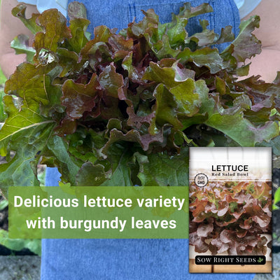 red salad bowl lettuce seeds delicious lettuce variety with burgundy leaves