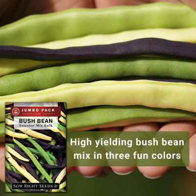 tricolor mix bush bean bulk jumbo seeds high yielding bush bean mix in three fun colors