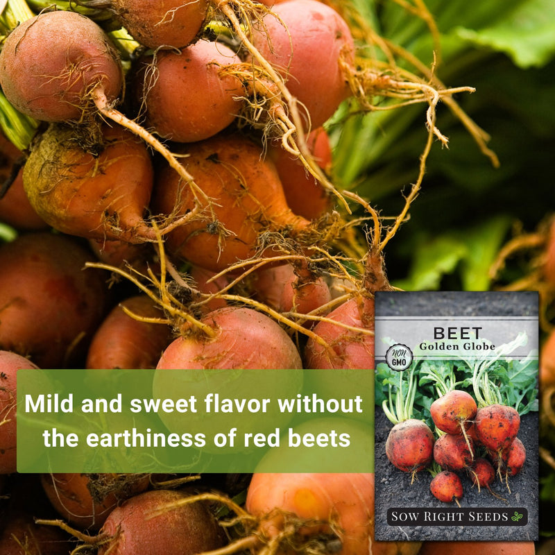 Golden Globe Beet