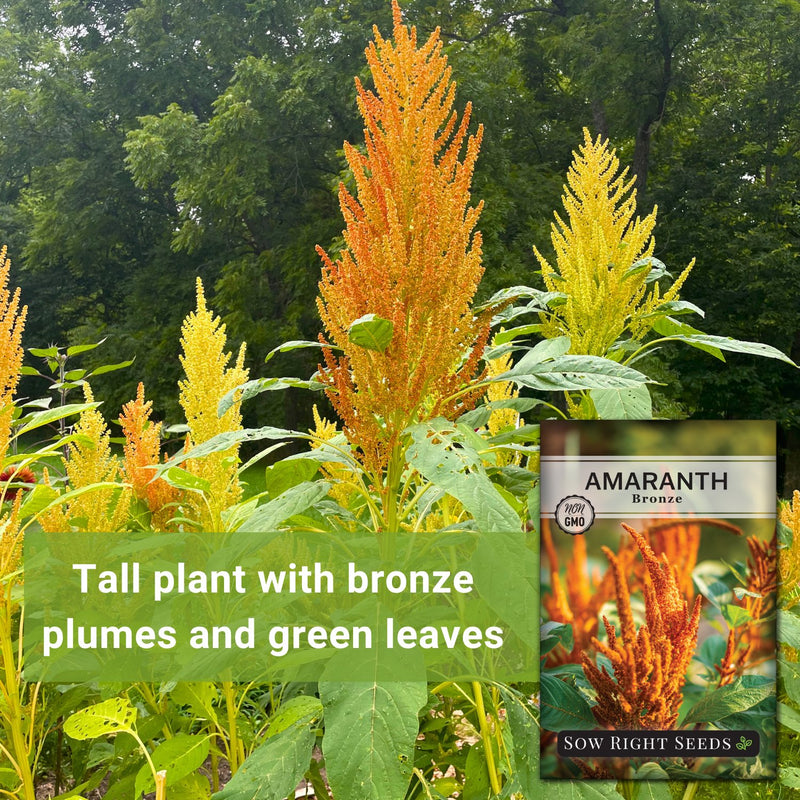 bronze amaranth seeds tall plant with bronze plumes and green leaves