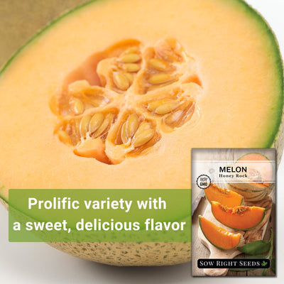 honey rock melon seeds prolific variety with a sweet delicious flavpr