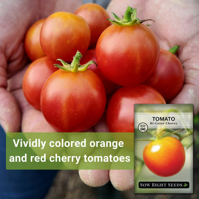 Bi-Color Cherry Tomato Seeds