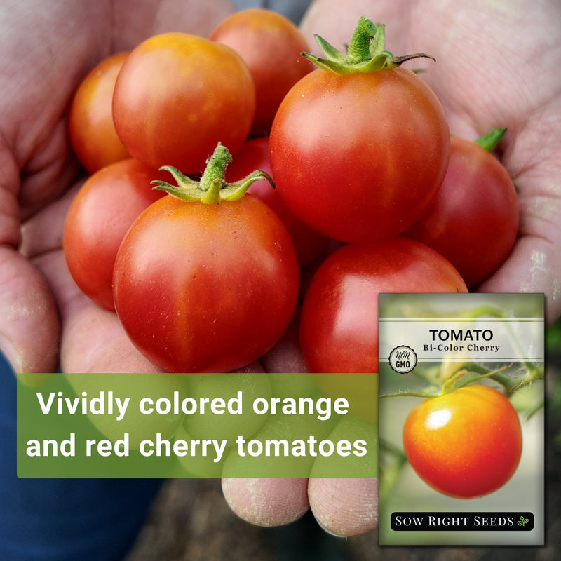 Bi-Color Cherry Tomato Seeds