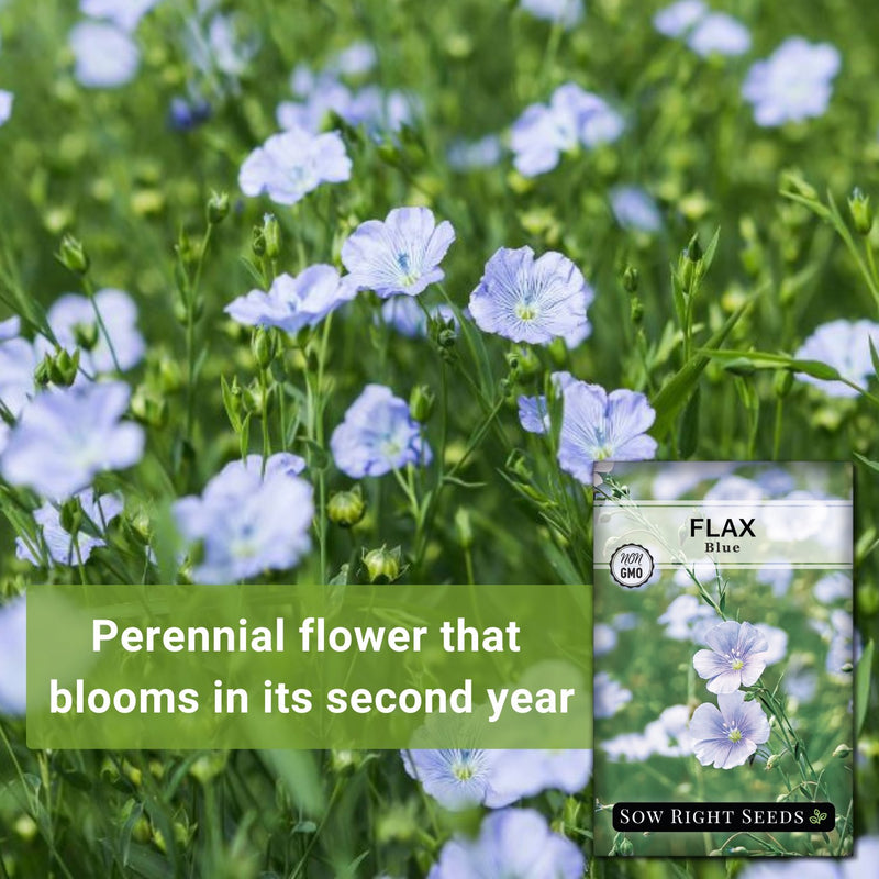 Blue Flax