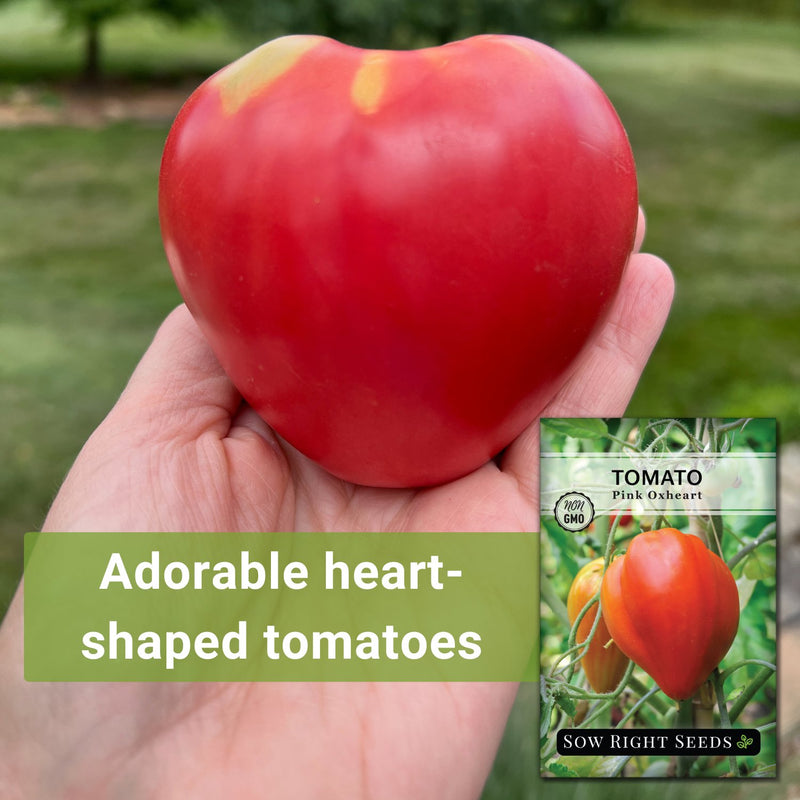 Pink Oxheart Tomato Seeds