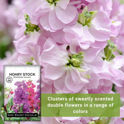 hoary dwarf mixed stock seeds clusters of sweetly scented double flowers in a range of colors