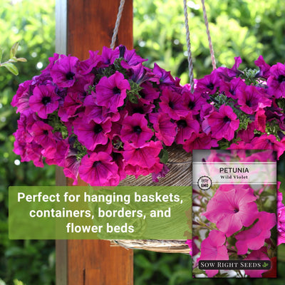 wild violet petunia seeds perfect for hanging baskets containers borders and flower beds