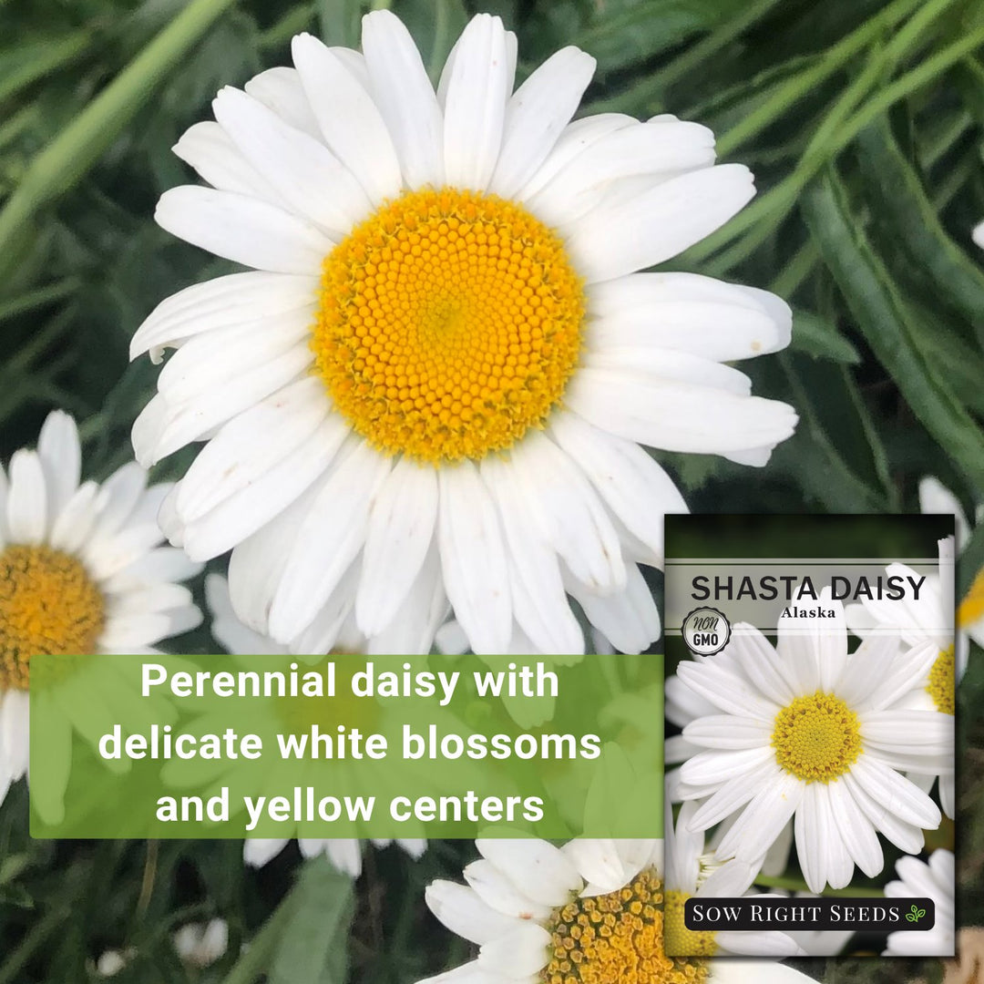 false daisy plant seeds Shasta Alaska Daisy Seeds