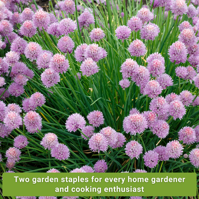 chive seed collection two garden staples for every home gardener and cooking enthusiast