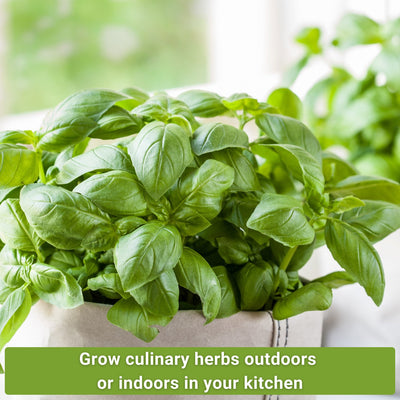 five herb seed collection grow culinary herbs outdoors or indoors in your kitchen