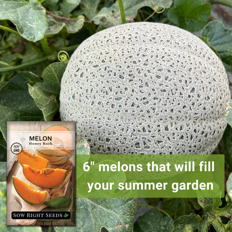 honey rock melon seeds 6" melons that will fill your summer garden