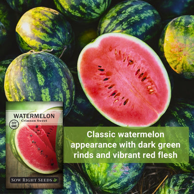 crimson sweet watermelon seeds classic watermelon appearance with dark green rinds and vibrant red flesh