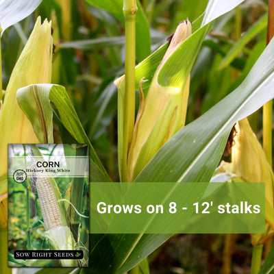 hickory king white corn seeds grows on 8 to 12 foot stalks