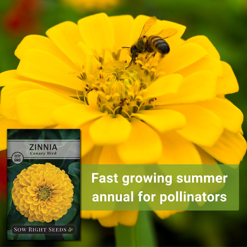 canary bird zinnia seeds fast growing summer annual for pollinators