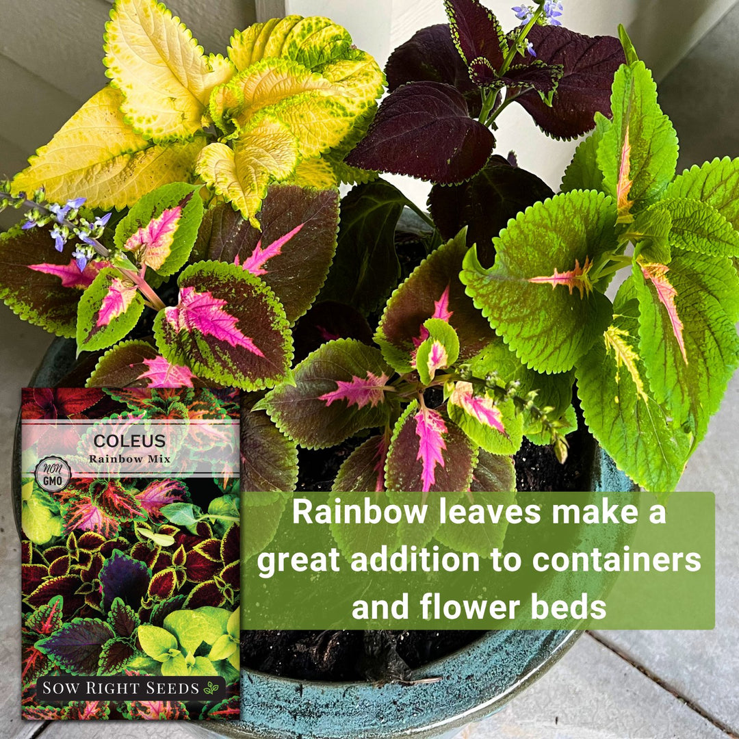 coleus mix plant Sow Right Seeds - Coleus Rainbow Mix Seeds for Planting - Beautiful Flowers to Plant in Your Home Garden - Indoors or Outdoors