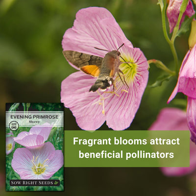 showy evening primrose seeds fragrant blooms attract beneficial pollinators