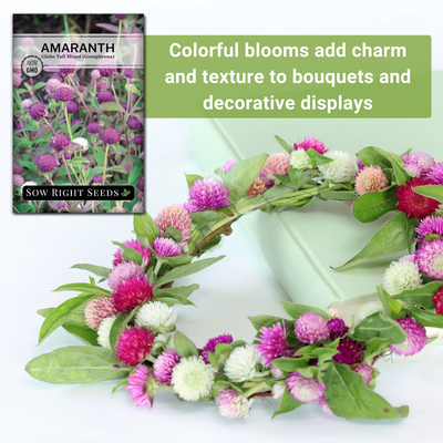 globe tall mixed amaranth seeds colorful blooms add charm and texture to bouquets and decorative displays