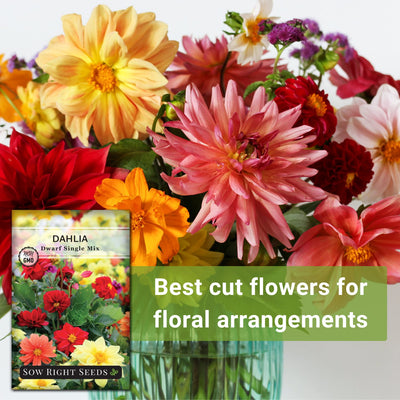 dwarf single mix dahlia best cut flowers for floral arrangements