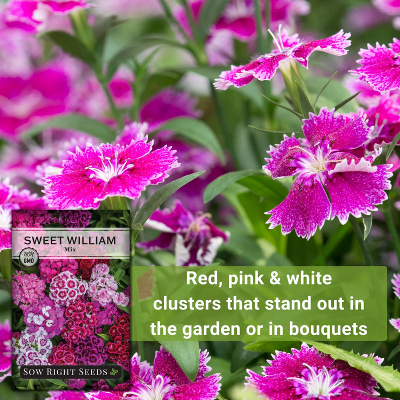 sweet william mix seeds red pink and white clusters that stand out in the garden or in bouquets