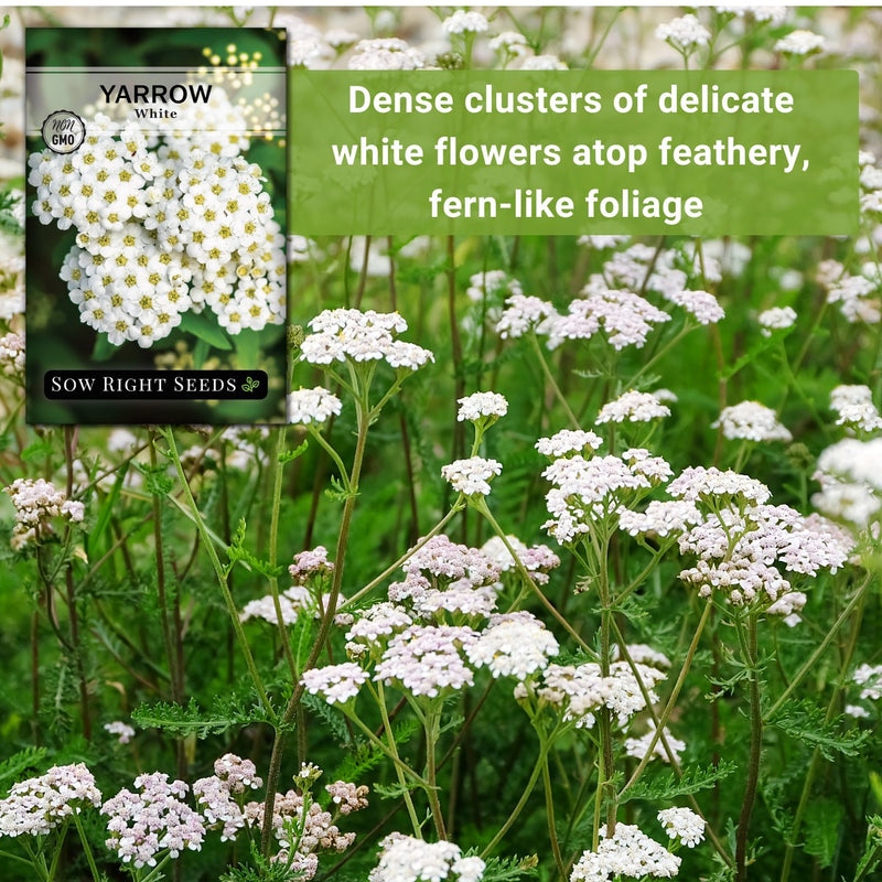 plant yarrow seeds Common Yarrow – Sow Right Seeds