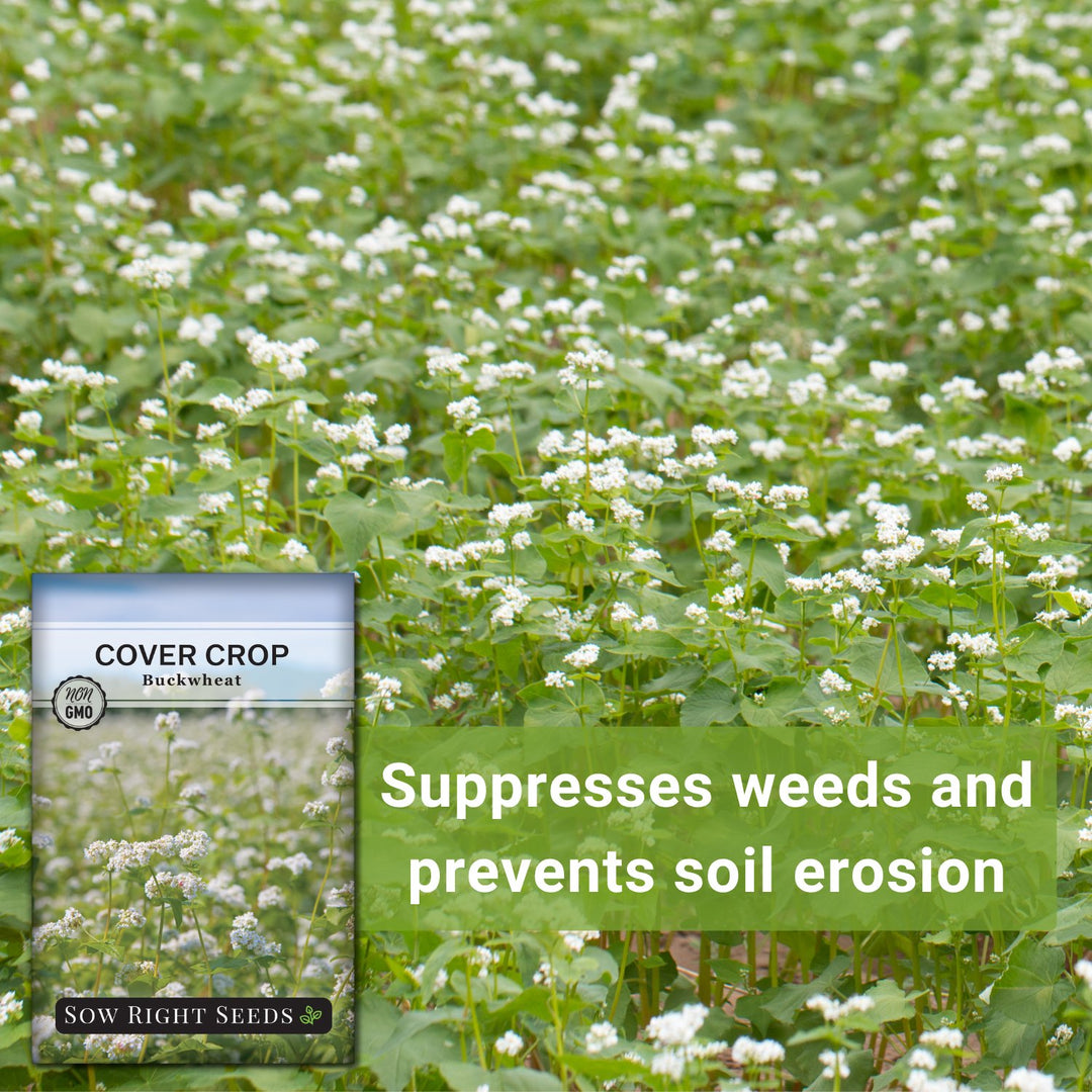 Buckwheat Cover Crop Seeds for Planting in Your Home Garden