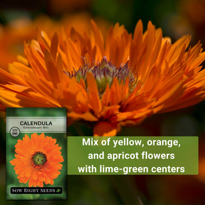 greenheart mix calendula seeds mix of yellow orange and apricot flowers with lime-green centers