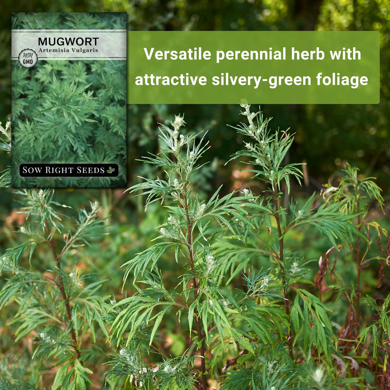 mugwort seeds versatile perennial herb with attractive silvery-green foliage