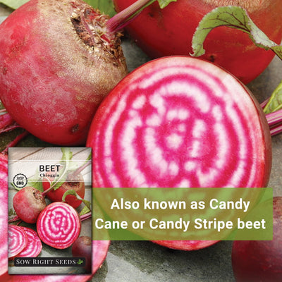 chioggia beet seeds also known as candy cane or candy stripe beet