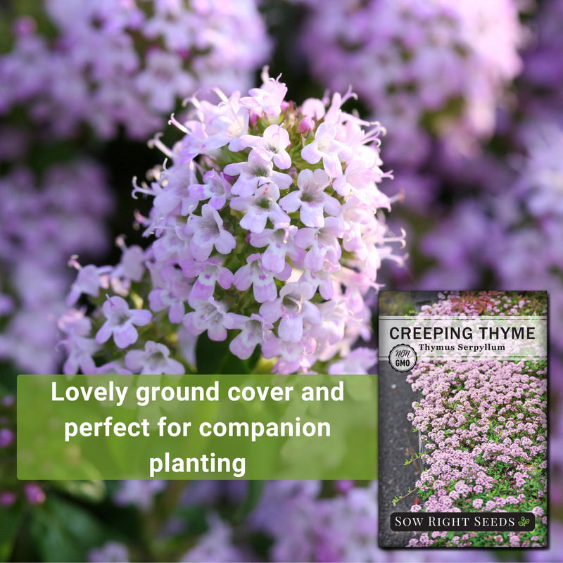 creeping thyme seeds lovely ground cover and perfect for companion planting