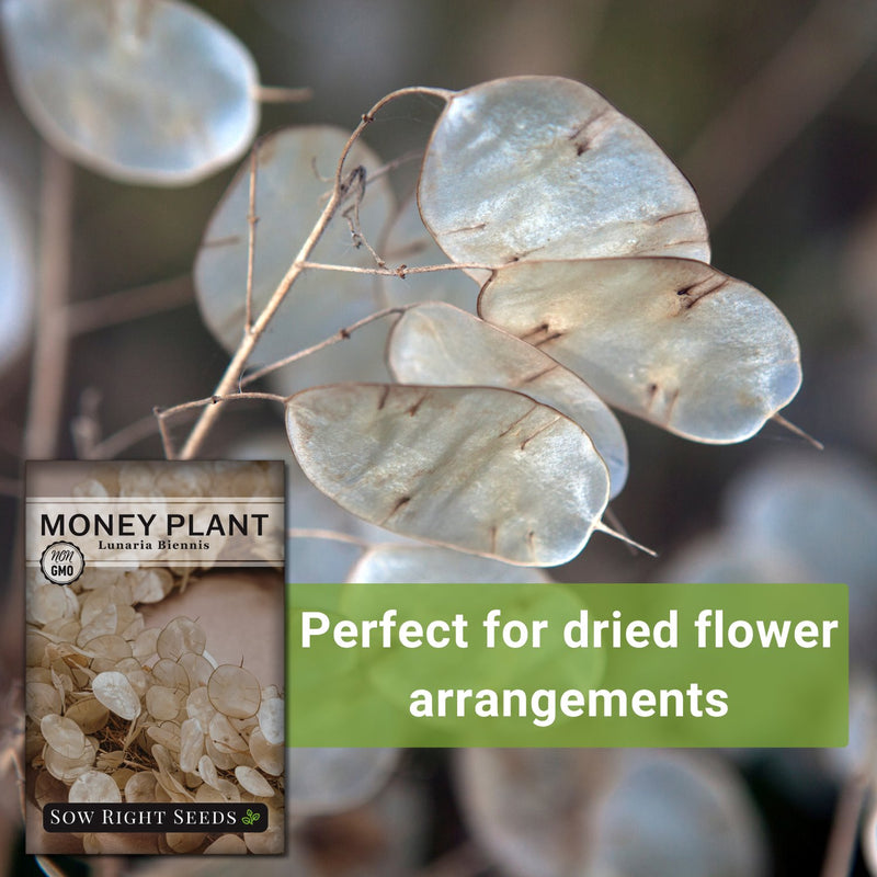 money plant lunaria perfect for dried flower arrangements