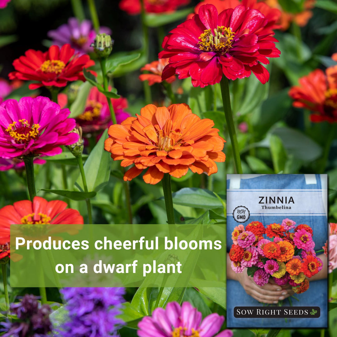 Zinnia Thumbelina, Nain Varié - Zinnia Elegans - Webshop - Foto 8