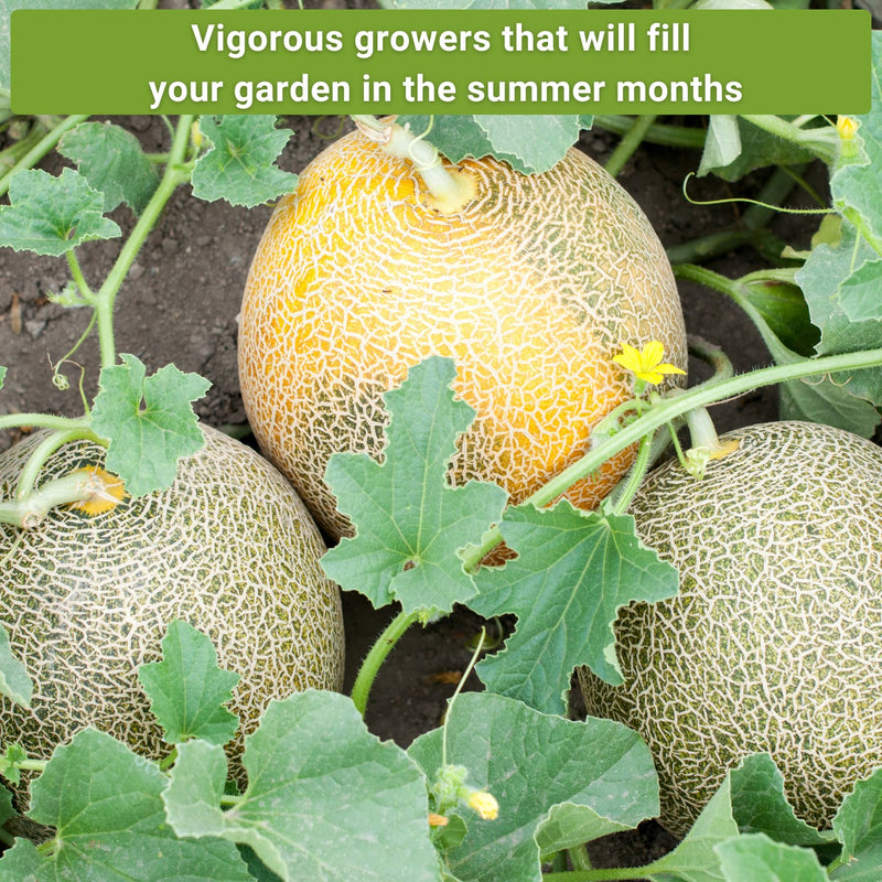 cantaloupe seed collection vigorous growers that will fill your garden in the summer months