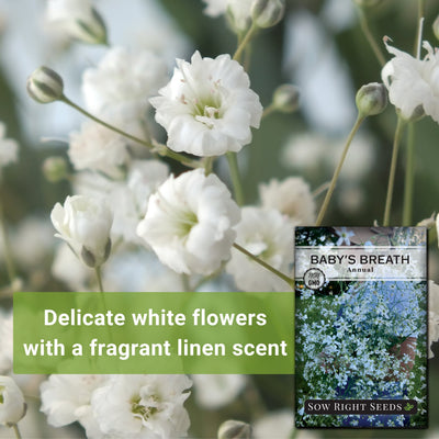 annual baby's breath seeds delicate white flowers with a fragrant linen scent