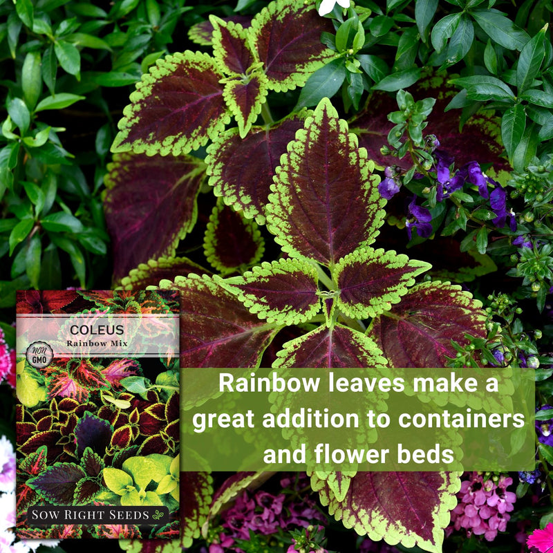 rainbow mix coleus rainbow leaves make a great addition to containers and flower beds