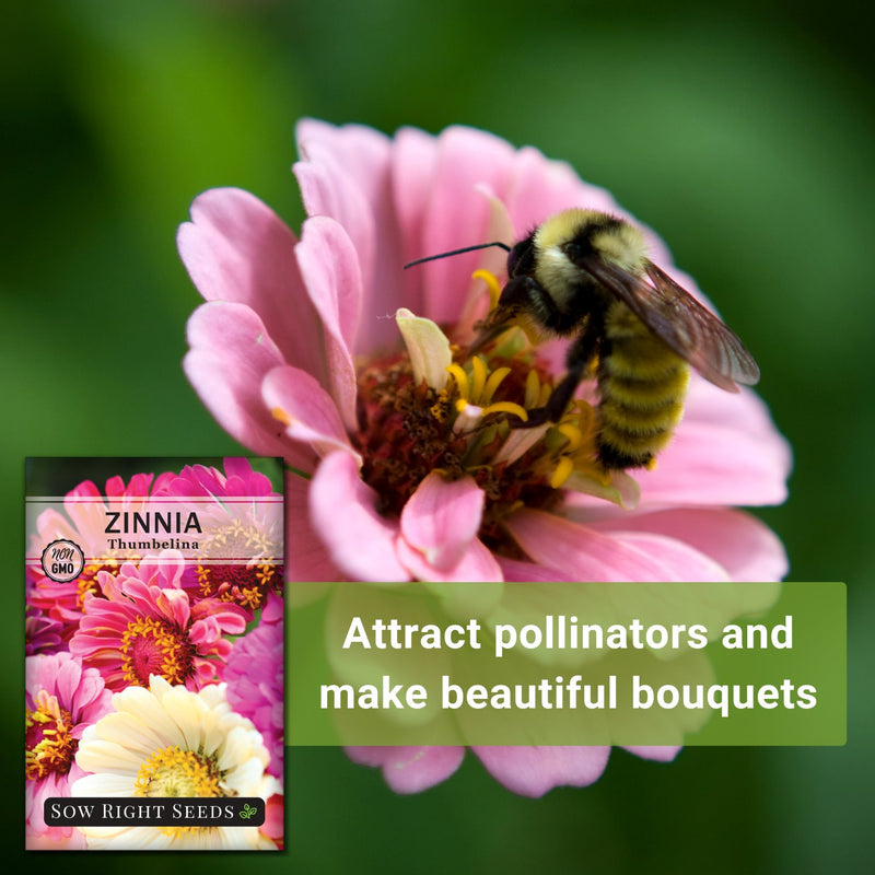 thumbelina zinnia attract pollinators and make beautiful bouquets