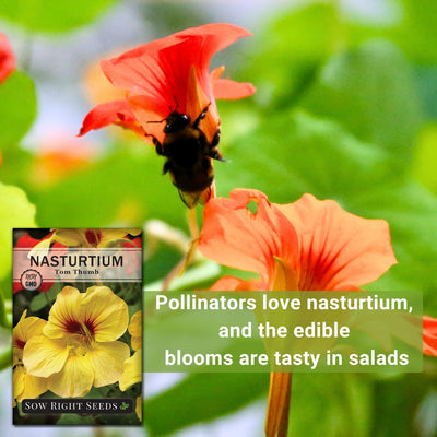 tom thumb nasturtium pollinators love nasturtium and the edible blooms are tasty in salads