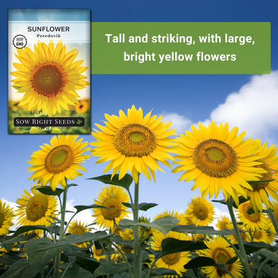 peredovik sunflower seeds tall and striking with large bright yellow flowers