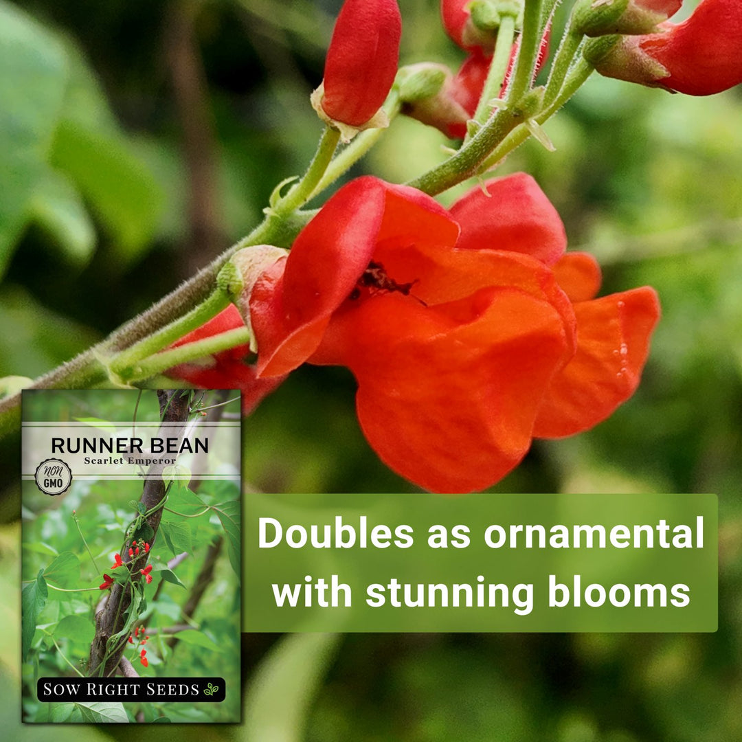 the emperor and the flower seeds Sow Right Seeds - Scarlet Emperor Runner Bean Seeds for Planting