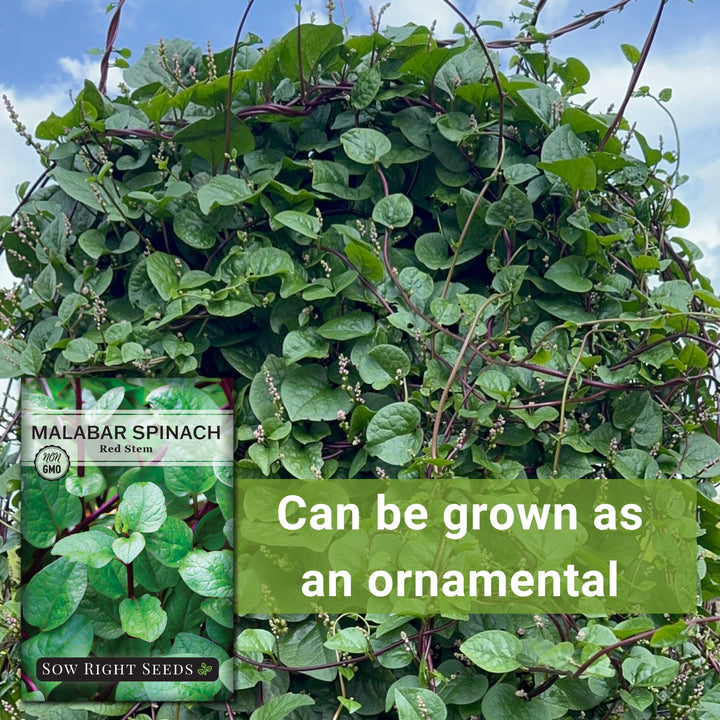 Red Stem Malabar Spinach Seeds