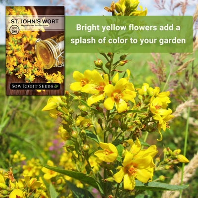 st john's wort seeds bright yellow flowers add a splash of color to your garden