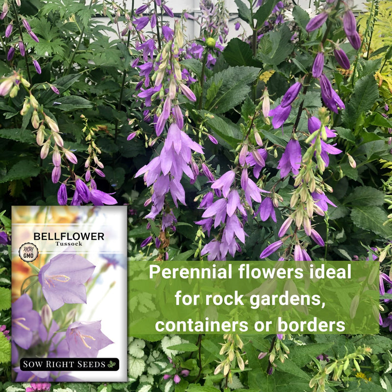 tussock bellflower seeds perennial flowers ideal for rock gardens containers or borders