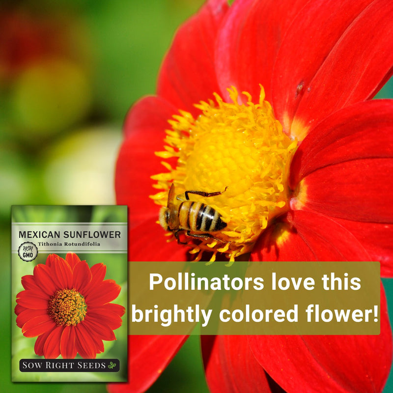 mexican sunflower seeds pollinators love this brightly colored flower