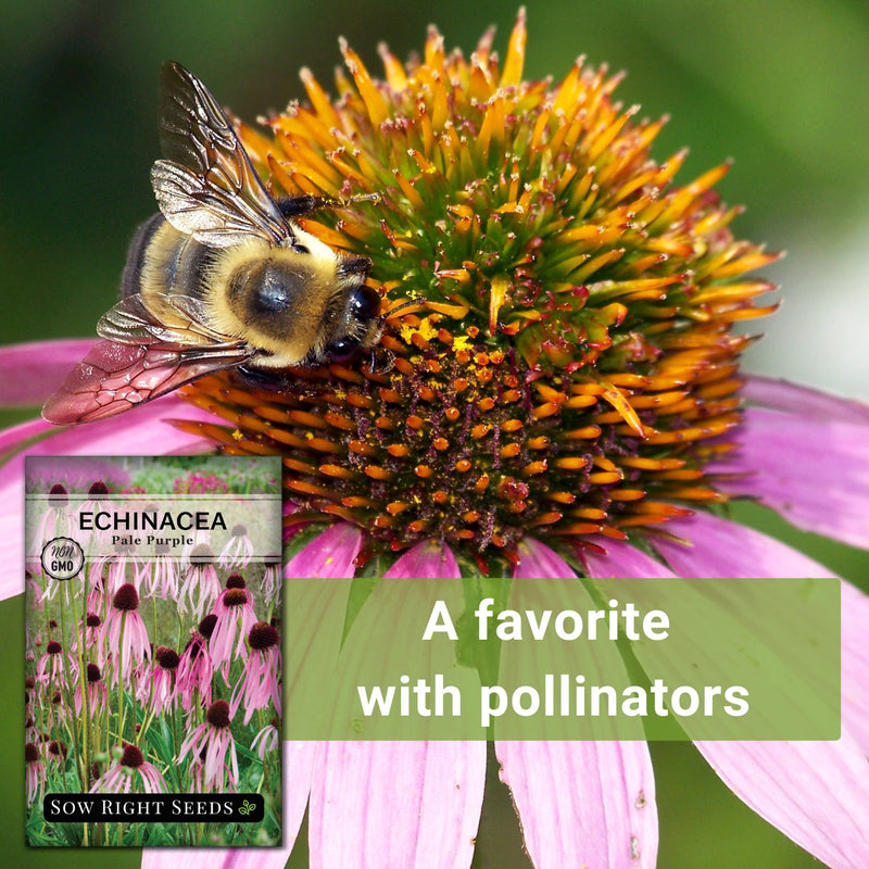 pale purple echinacea coneflower seeds a favorite with pollinators