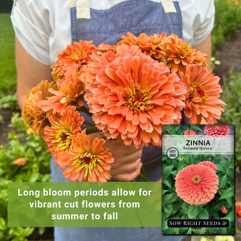 salmon queen zinnia seeds long bloom periods allow for vibrant flowers from summer to fall