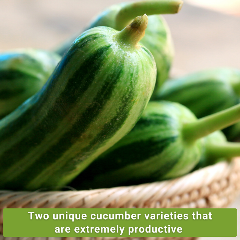 armenian cucumber seed collection two unique varieties that are extremely productive