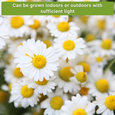 chamomile seed collection can be grown indoors or outdoors with sufficient light