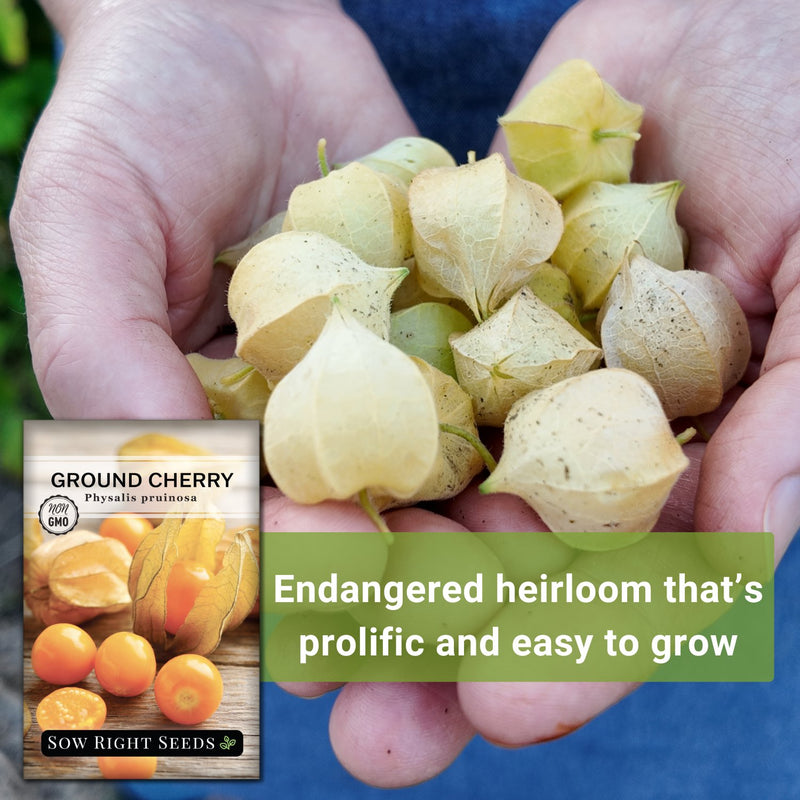 Ground Cherry Seeds