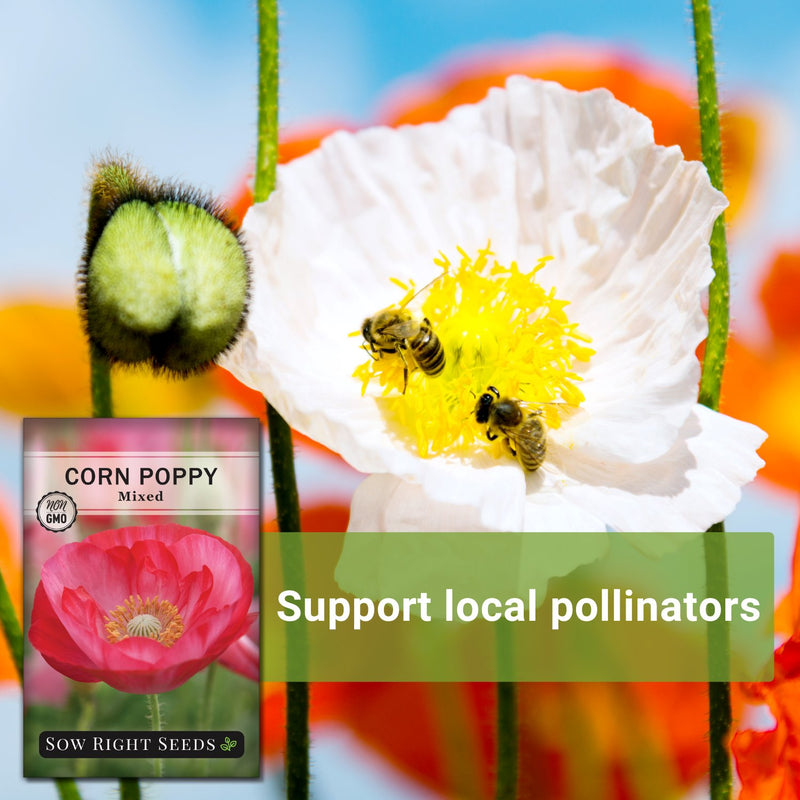 mixed corn poppy seeds support local pollinators