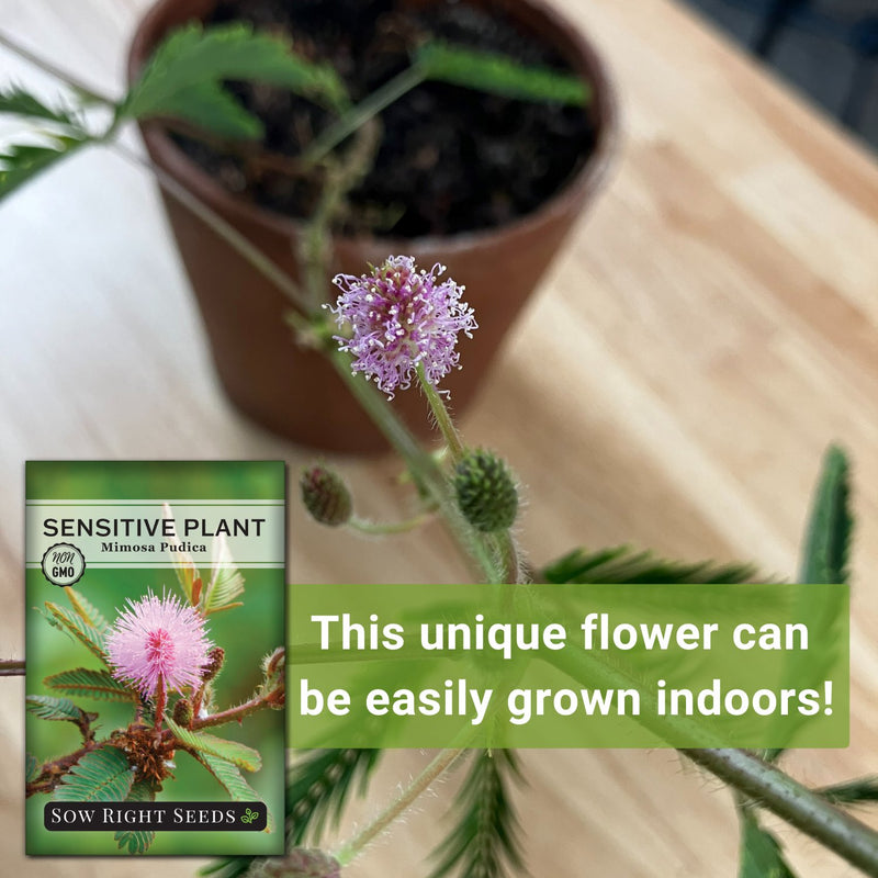 unique plant seeds Sensitive Plant