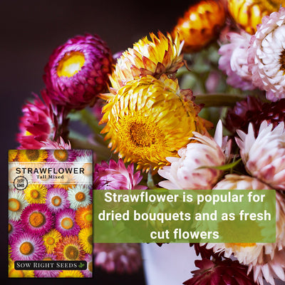 tall mixed strawflower is popular for dried bouquets and as fresh cut flowers